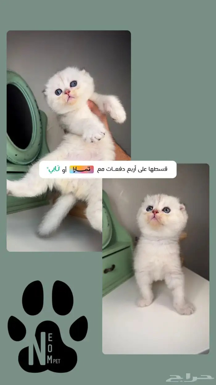 قطط تمارا و تابي سكوتش فولد تربل فولد برتش شورت هير ستريت قط 1