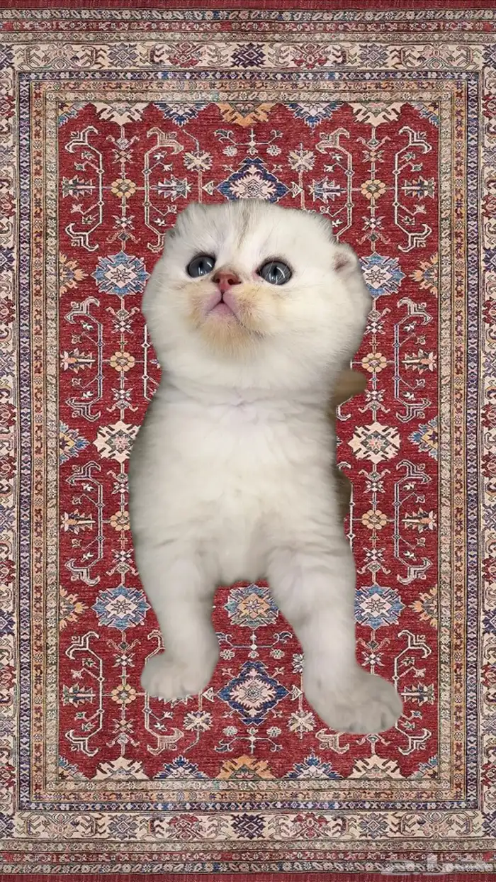 قطط تمارا و تابي سكوتش فولد تربل فولد برتش شورت هير ستريت قط 0