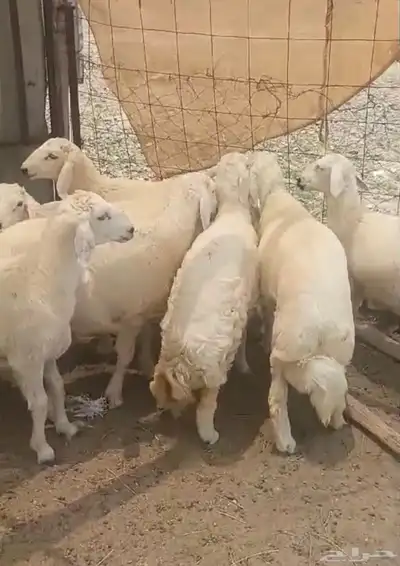 ذبايح -طليان حري مع الذبح والتوصيل داخل مكه 0