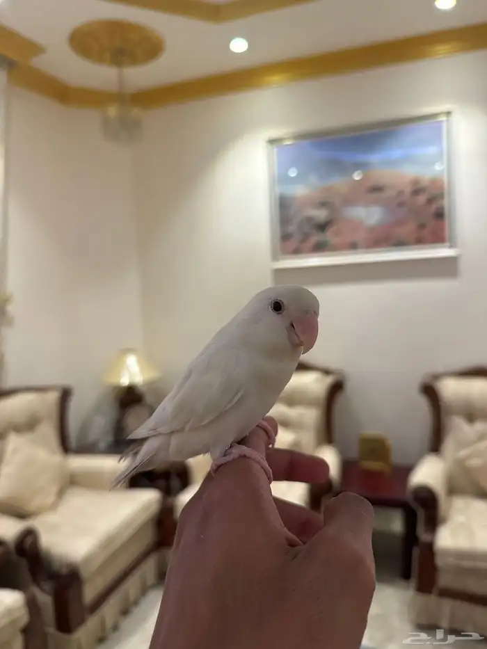 روز البينو (( تم البيع )) 0