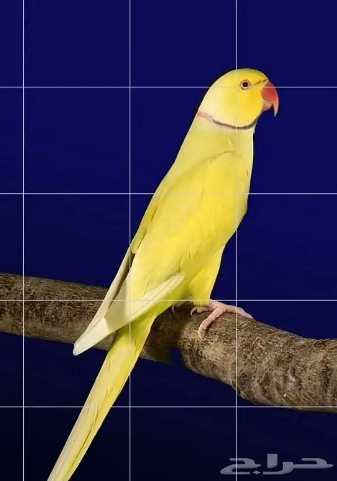 أزواج دره هولندي 3