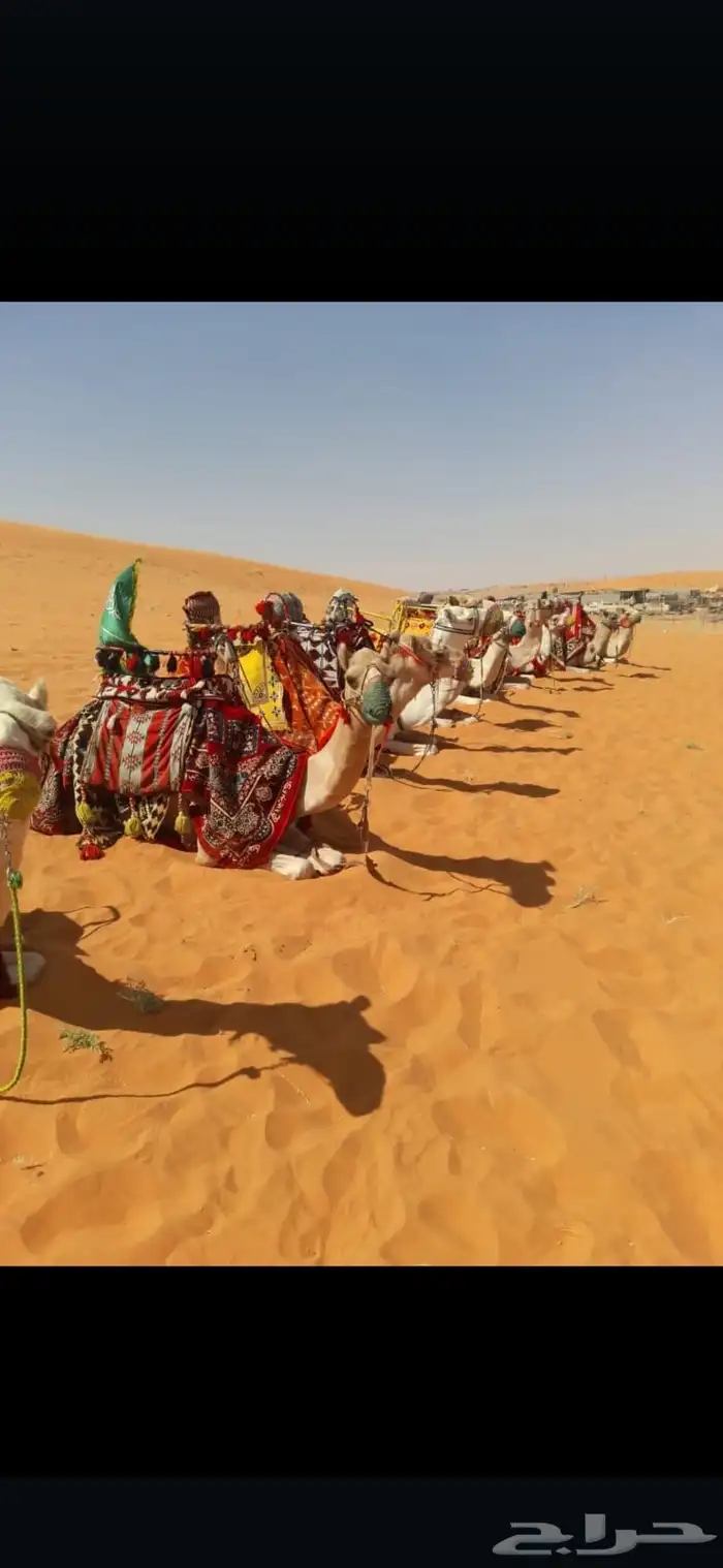 أستأجر خيول وجمال وسياسي 3