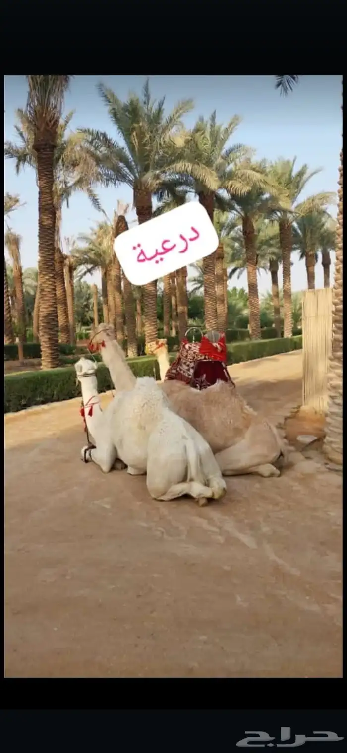 أستأجر خيول وجمال وسياسي 5