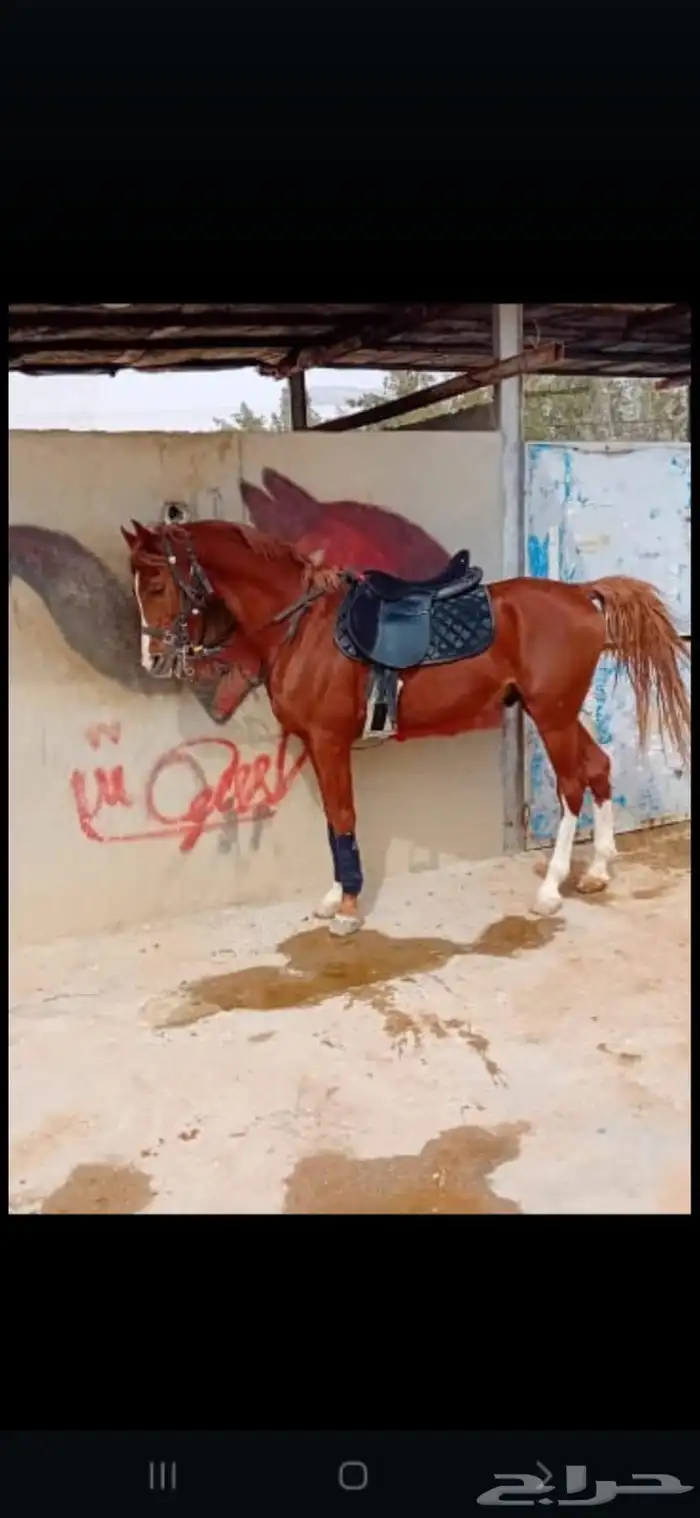 أستأجر خيول وجمال وسياسي 4