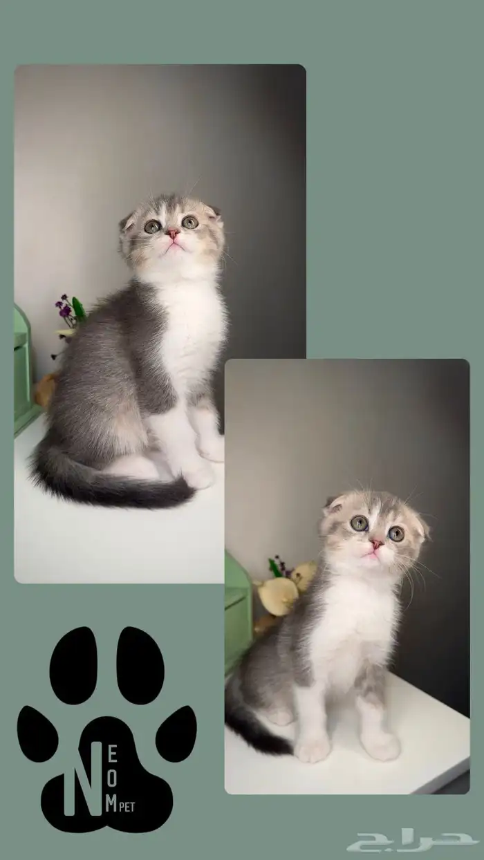 برتش سكوتش ستريت فولد قولد انثى ذكر تربل فولد انثى ذكر قطط 4