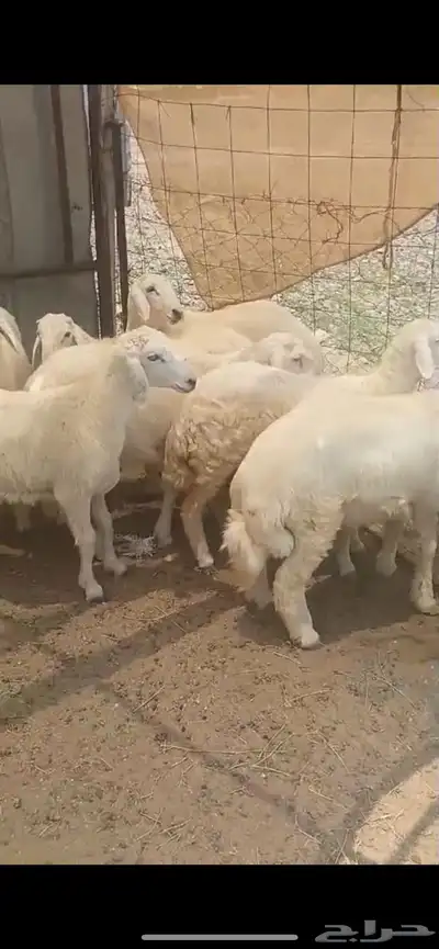 ذبايح -طليان حري مع الذبح والتوصيل داخل مكه 2