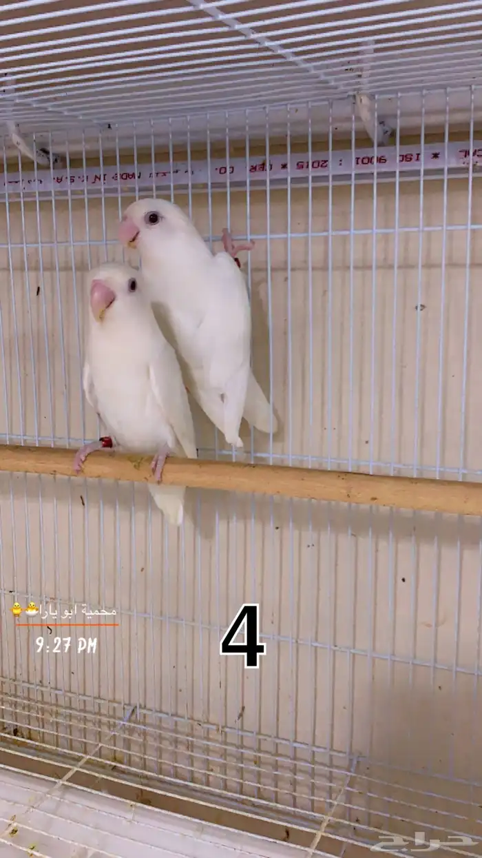 ازواج روز منتجه شرط القنفذة ( تم البيع ) 3