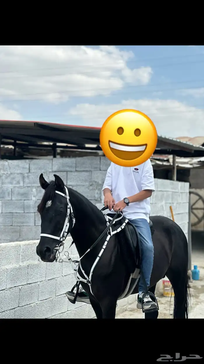 خيل حصان ادهم 0