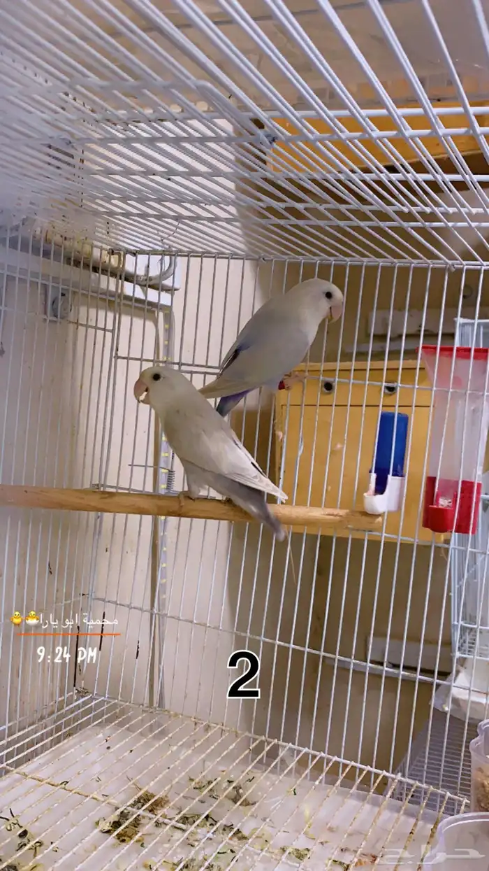 ازواج روز منتجه شرط القنفذة ( تم البيع ) 1