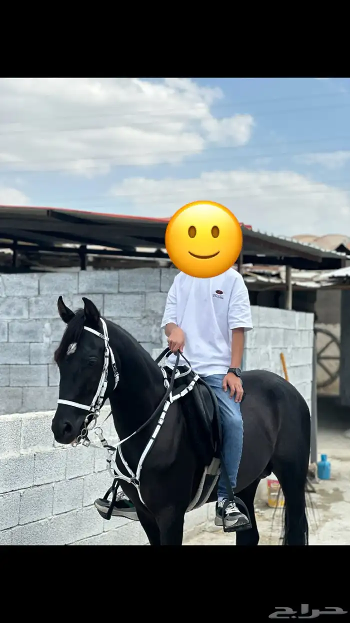 خيل حصان ادهم 1