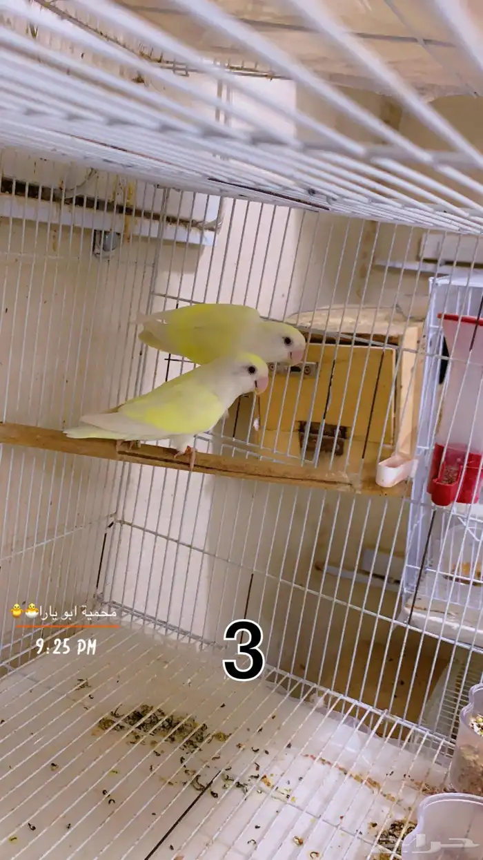 ازواج روز منتجه شرط القنفذة ( تم البيع ) 2