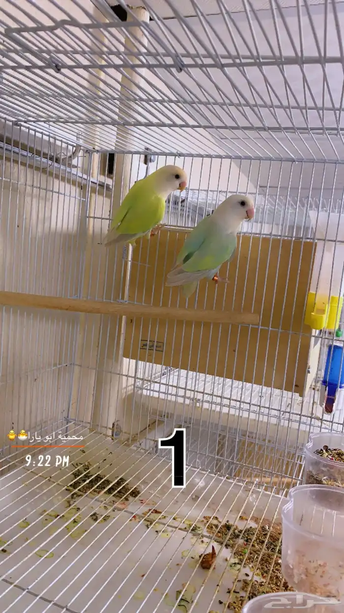 ازواج روز منتجه شرط القنفذة ( تم البيع ) 0