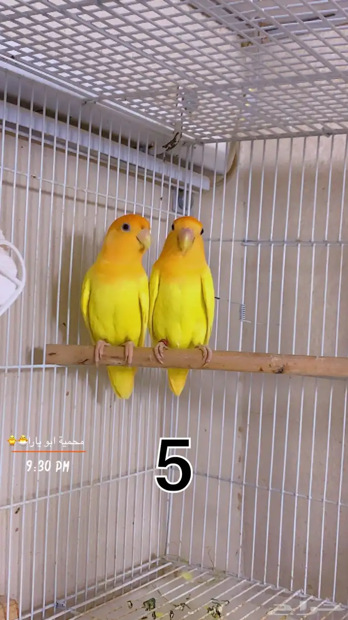 ازواج روز منتجه شرط القنفذة ( تم البيع ) 4