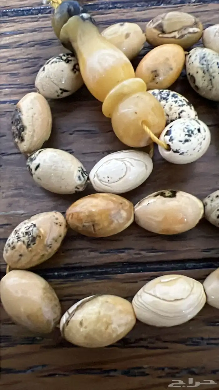 مسباح كهرب بولوني 1