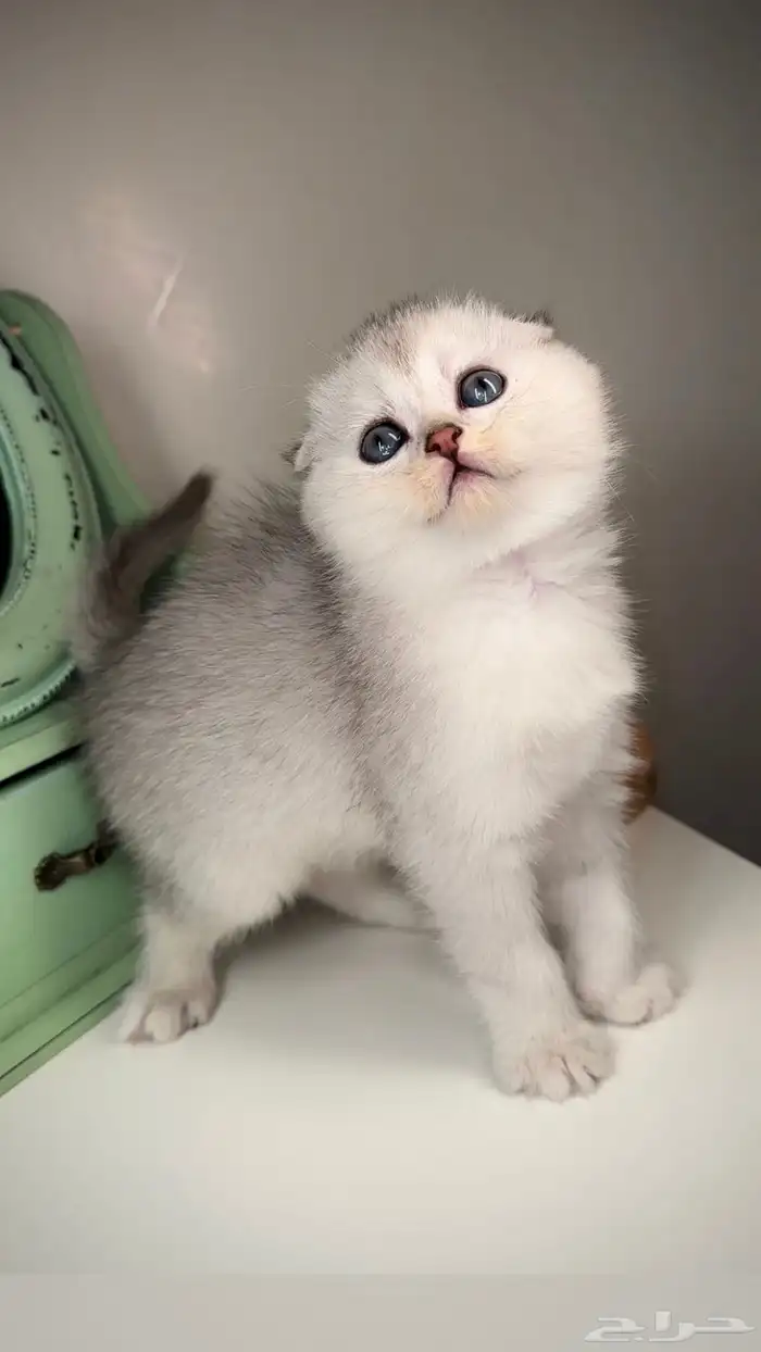 سكوتش فولد انثى ذكر بيرشن هاف بيكي فيس هملايا شيرازي قطط قطه 0