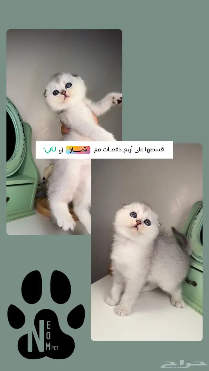 سكوتش فولد انثى ذكر بيرشن هاف بيكي فيس هملايا شيرازي قطط قطه 1