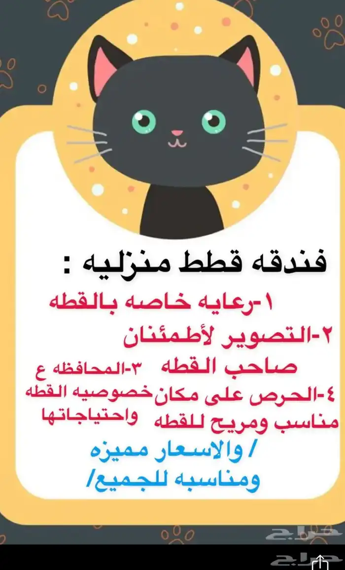 فندقه قطط 0