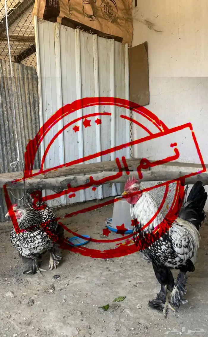 دجاج براهما وايندوت هجين عملاق مستوى فخم ( تم البيع ) 0