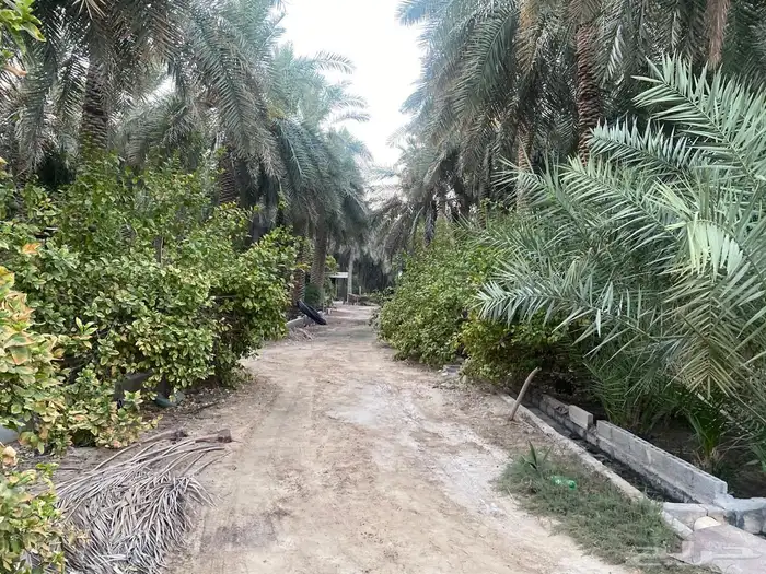 مزرعه صك حر 4