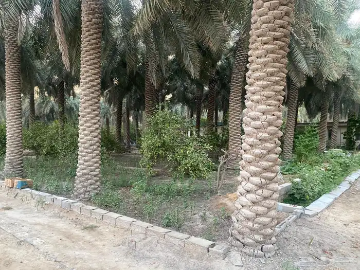مزرعه صك حر 3