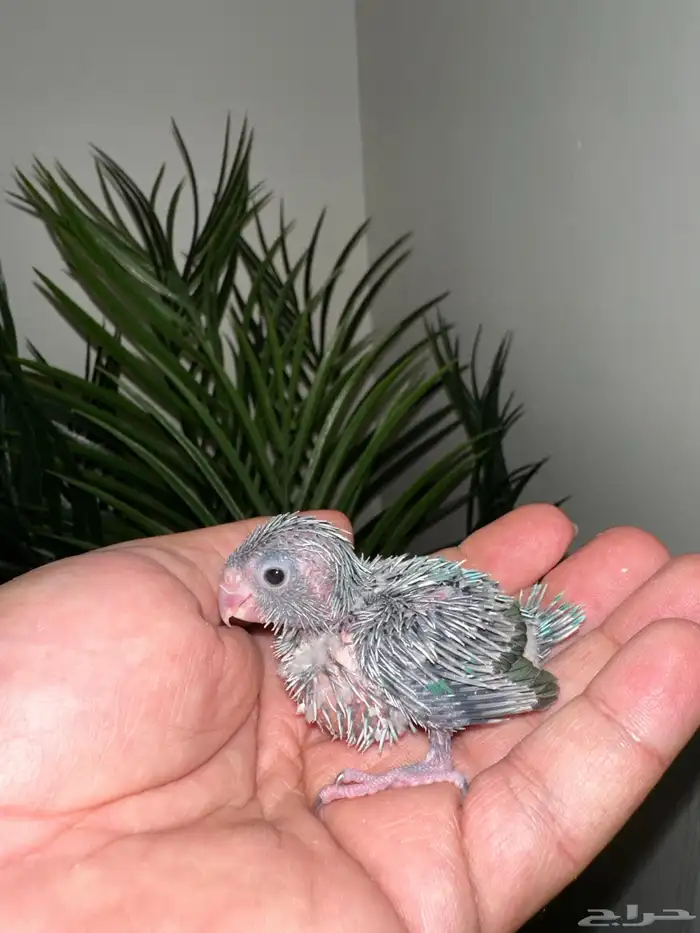 لبيع فرخ ميني روز (بارتوليت ) ازرق400 ريال للحبه 2