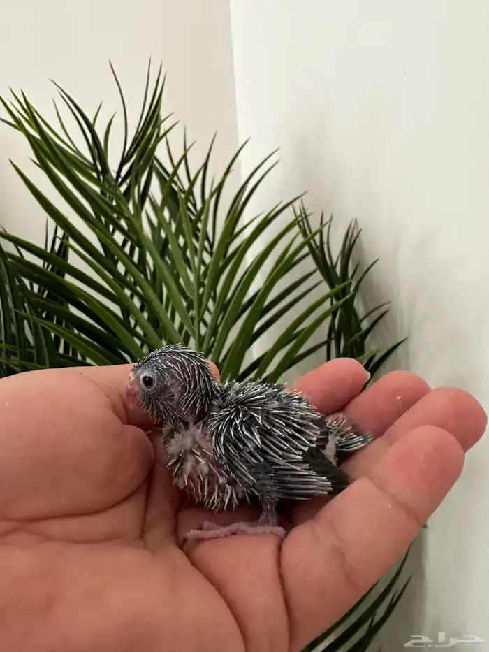 لبيع فرخ ميني روز (بارتوليت ) ازرق400 ريال للحبه 1