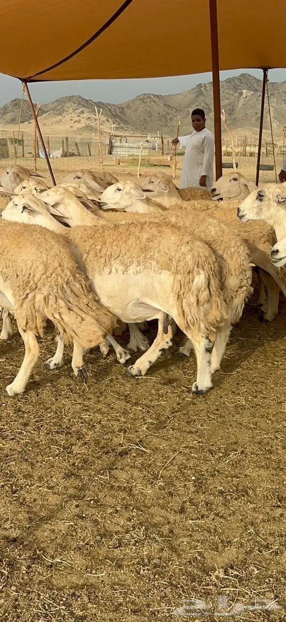 غنم حرية حرش متابيع منوة القناي 23 تحتها 10 0