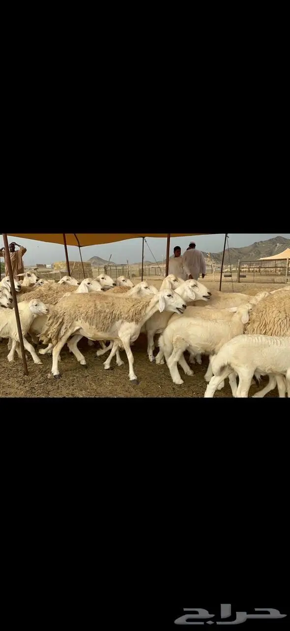 غنم حرية حرش متابيع منوة القناي 23 تحتها 10 1