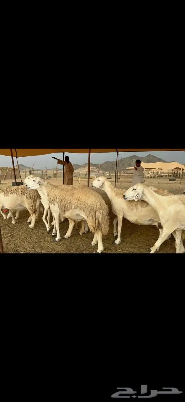 غنم حرية حرش متابيع منوة القناي 23 تحتها 10 2