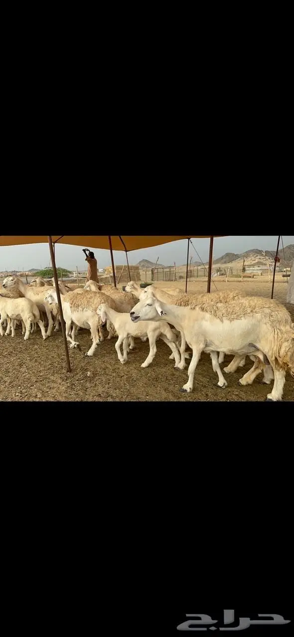 غنم حرية حرش متابيع منوة القناي 23 تحتها 10 4