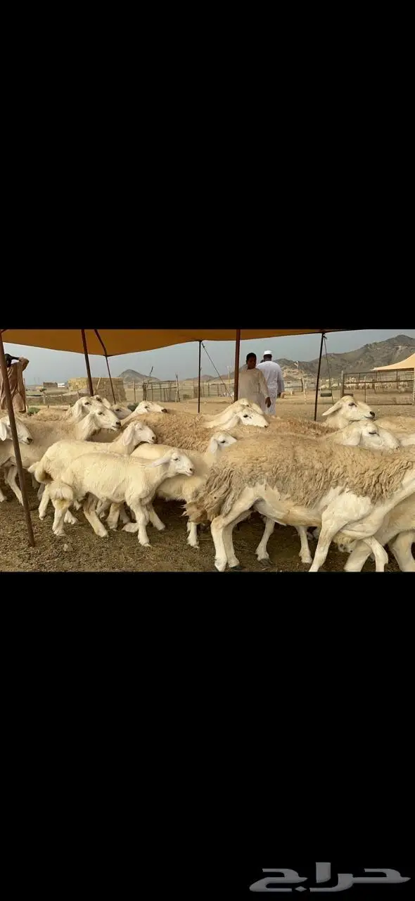 غنم حرية حرش متابيع منوة القناي 23 تحتها 10 3