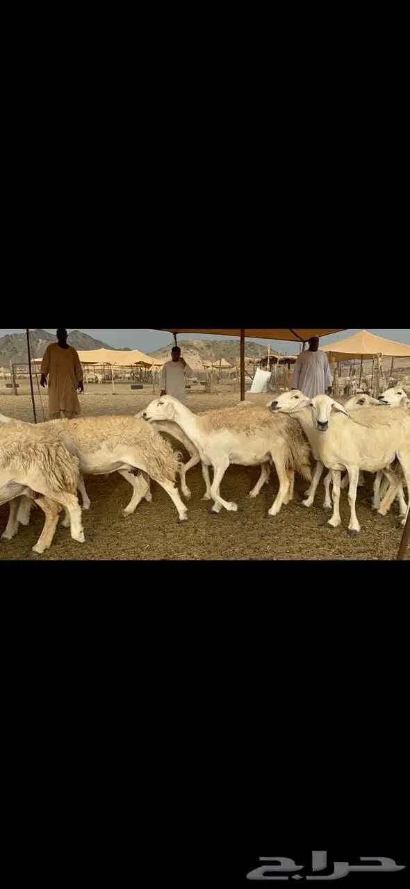 غنم حرية حرش متابيع منوة القناي 23 تحتها 10 6