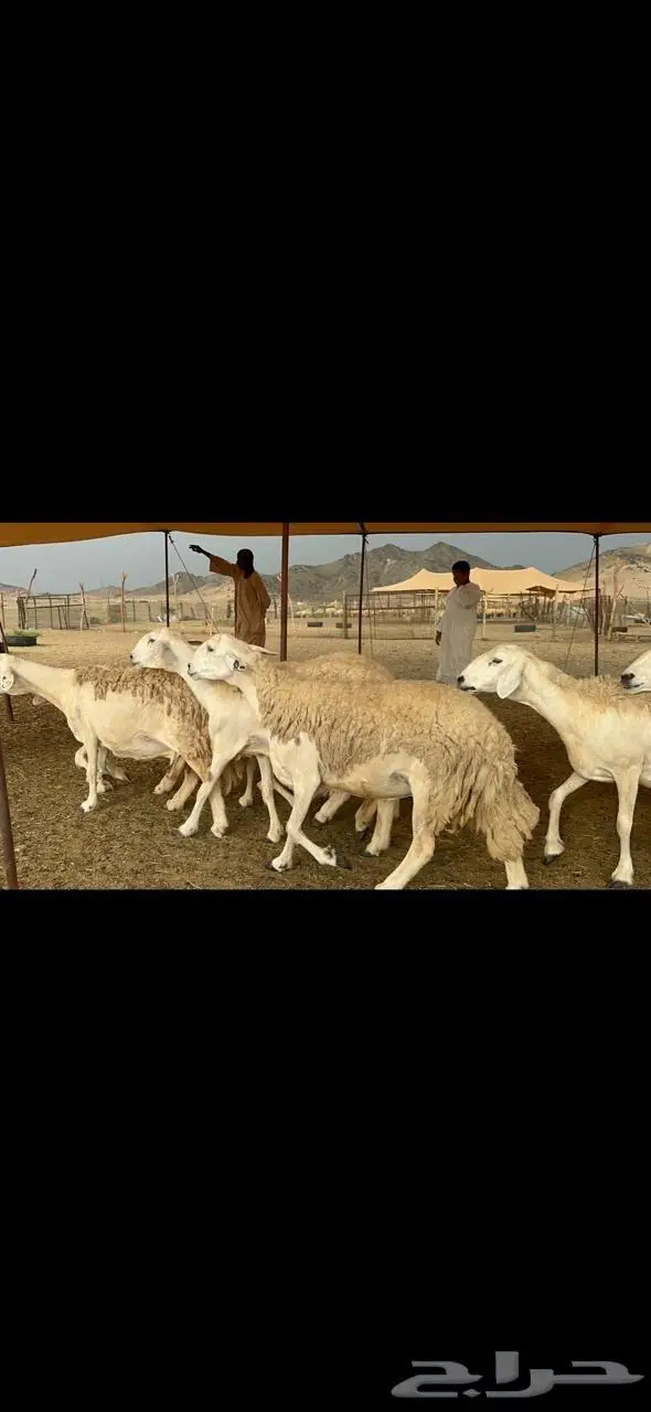 غنم حرية حرش متابيع منوة القناي 23 تحتها 10 5