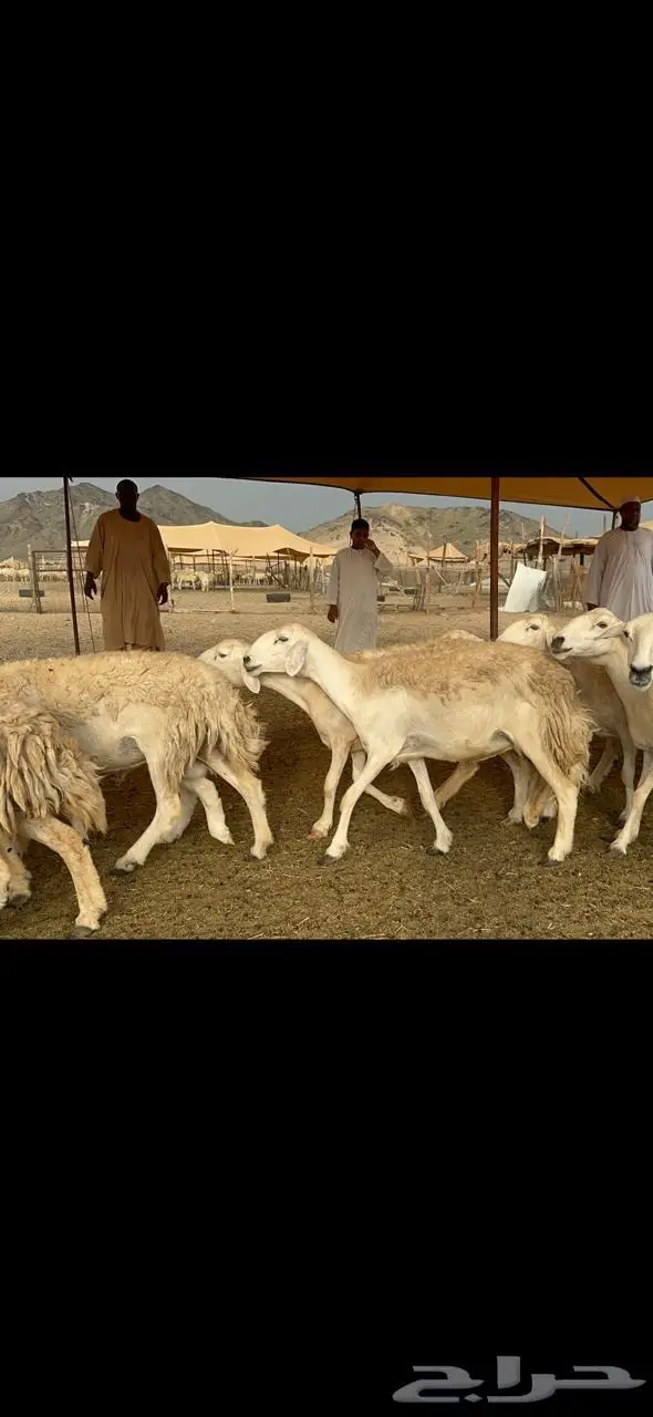 غنم حرية حرش متابيع منوة القناي 23 تحتها 10 8