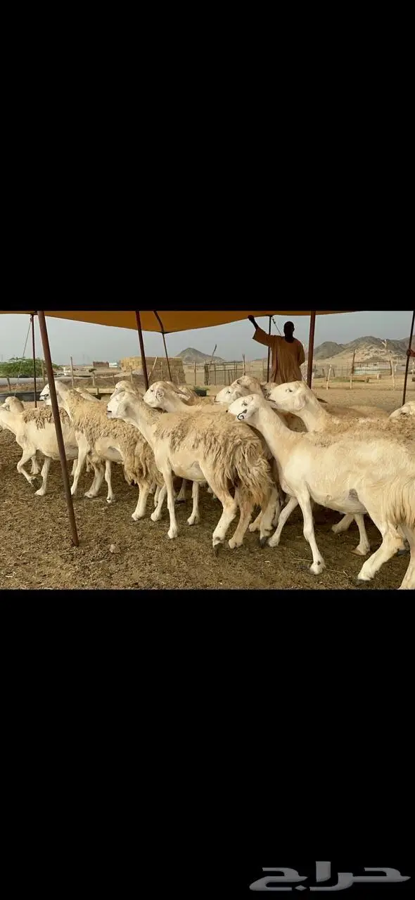 غنم حرية حرش متابيع منوة القناي 23 تحتها 10 7