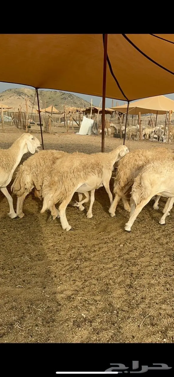 غنم حرية حرش متابيع منوة القناي 23 تحتها 10 9