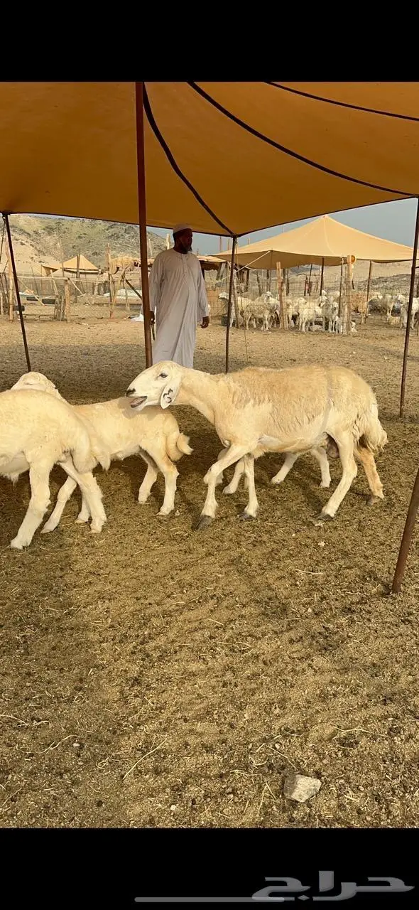 غنم حرية حرش متابيع منوة القناي 23 تحتها 10 10