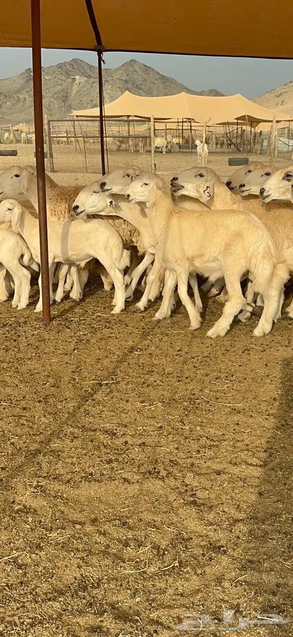 غنم حرية حرش متابيع منوة القناي 23 تحتها 10 11