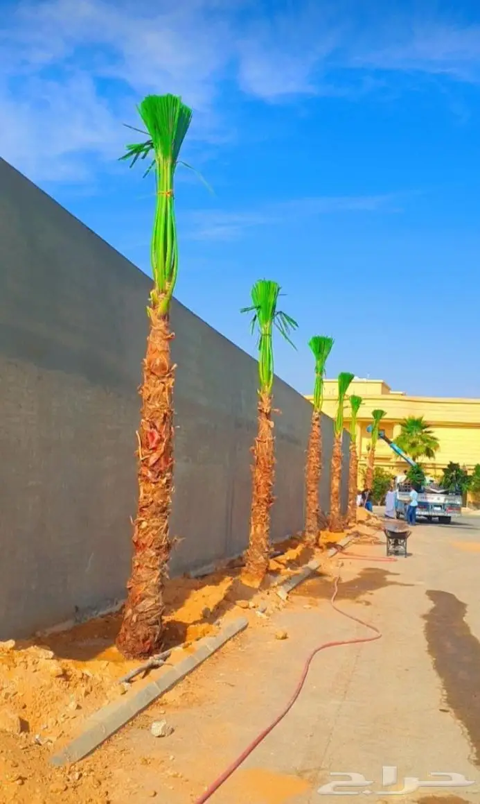 انخل واشنطن زينه 511 2