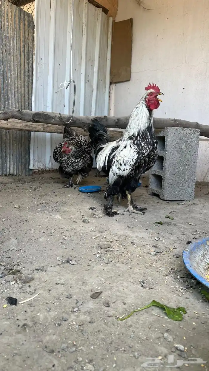 دجاج براهما وايندوت هجين عملاق مستوى فخم ( تم البيع ) 1