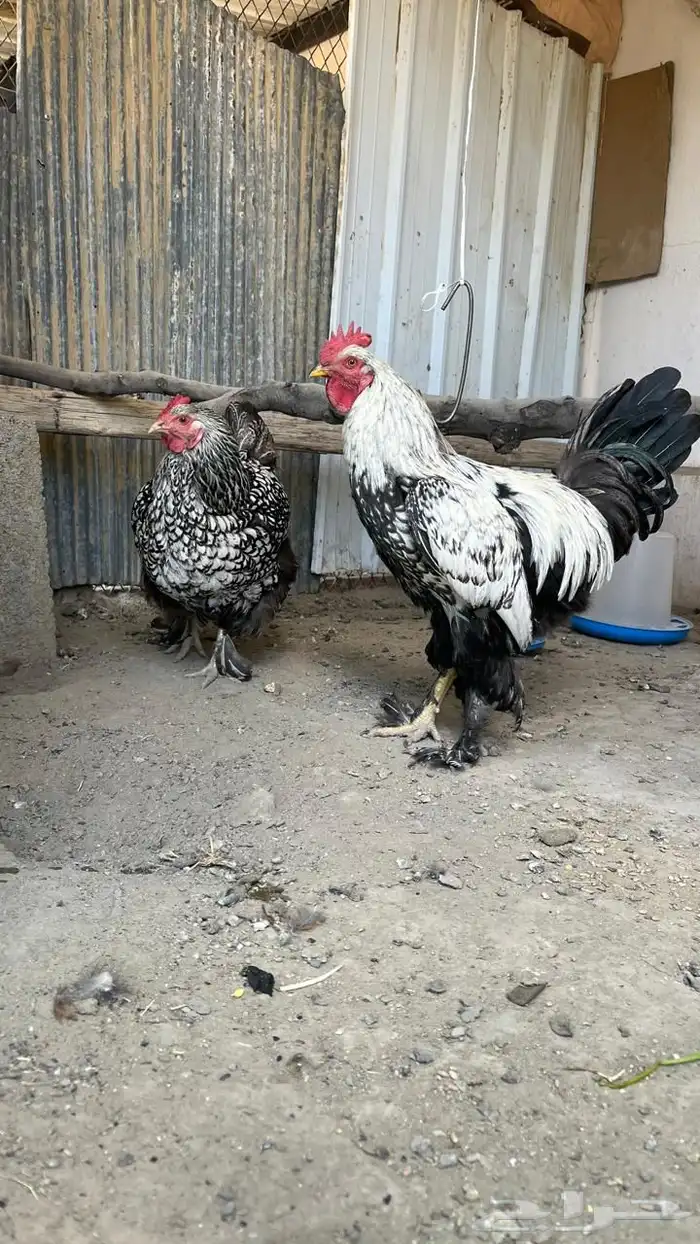 دجاج براهما وايندوت هجين عملاق مستوى فخم ( تم البيع ) 6