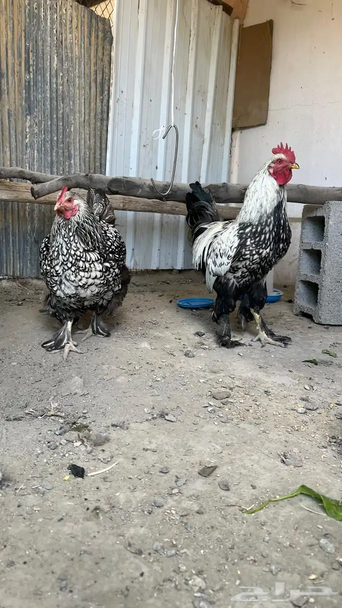 دجاج براهما وايندوت هجين عملاق مستوى فخم ( تم البيع ) 2