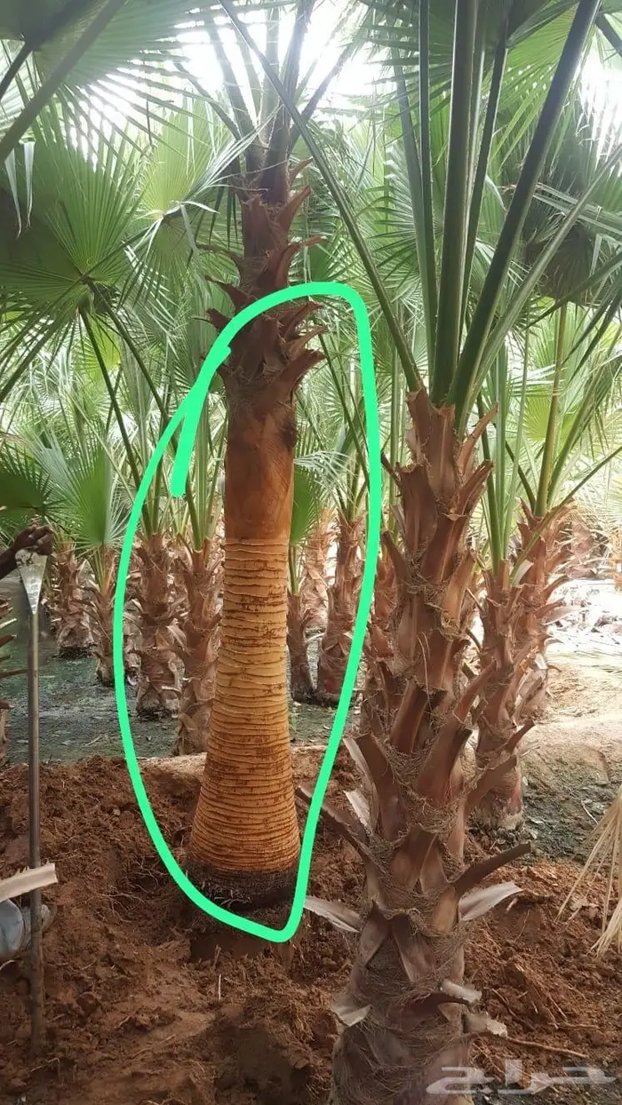 انخل واشنطن زينه 511 0