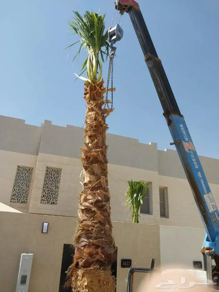 انخل واشنطن زينه 511 3