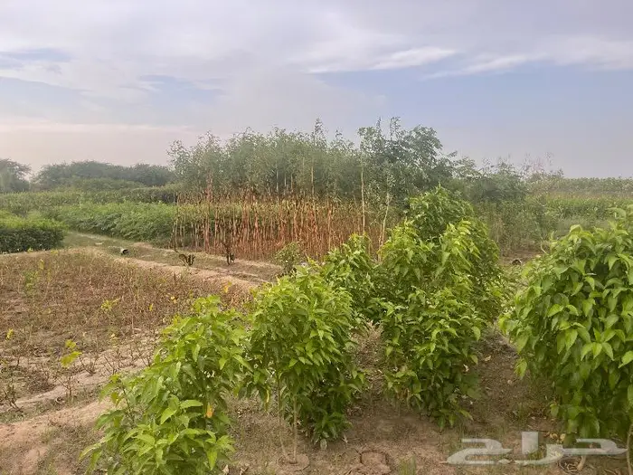 جميع اشجار الزينه والحمضيات والفواكه والزيتون والنخيل 0