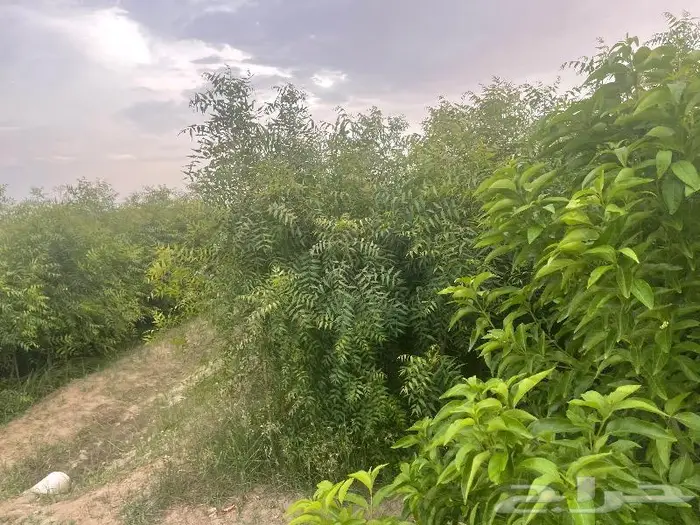 جميع اشجار الزينه والحمضيات والفواكه والزيتون والنخيل 2