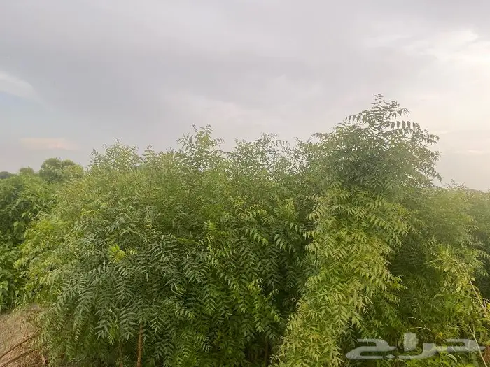 جميع اشجار الزينه والحمضيات والفواكه والزيتون والنخيل 3