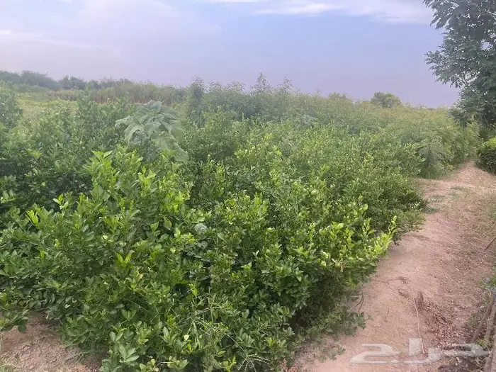 جميع اشجار الزينه والحمضيات والفواكه والزيتون والنخيل 4