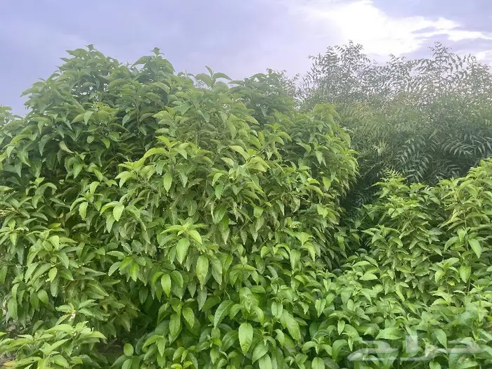 جميع اشجار الزينه والحمضيات والفواكه والزيتون والنخيل 6