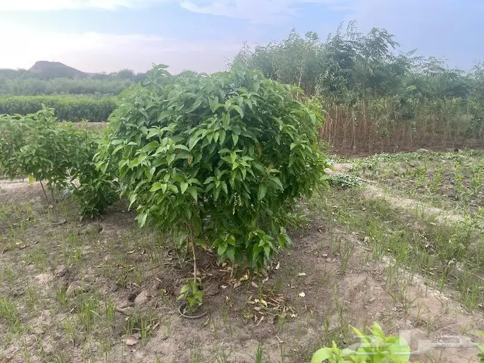 جميع اشجار الزينه والحمضيات والفواكه والزيتون والنخيل 5